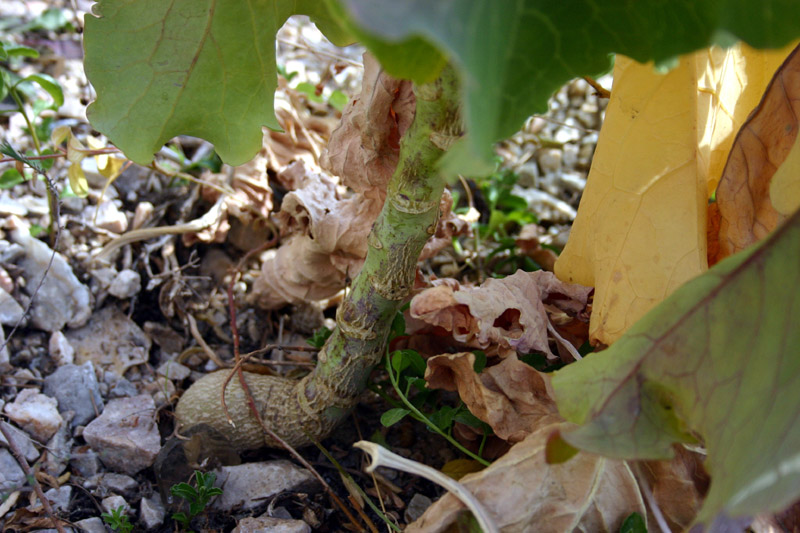 Brassica montana / Cavolo delle rupi